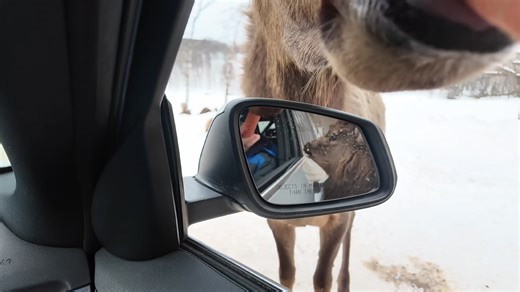 Driving through Parc Omega in winter and didn’t expect this much wildlife. Deer, elk, caribou, bison, coyotes — and yes, even black bears. No stopping, no feeding, just rolling through and watching nature do its thing. One of those moments you don’t plan but won’t forget. Full vlog drops soon