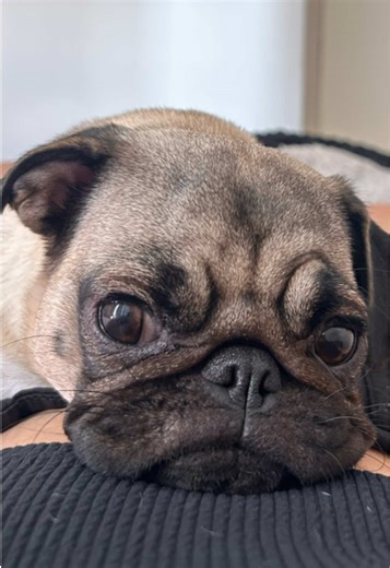 Pugs: The Adorable Companions of TikTok