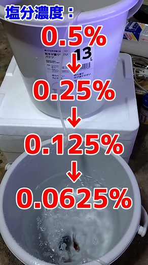 【金魚・メダカ】塩水浴からの戻し方を紹介！ #Shorts