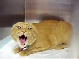 Angry Cat Videos | Know Your Meme