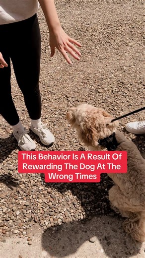Stop Dog Jumping: Avoid Rewarding at Wrong Times