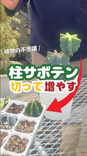 The wonders of plants! Propagating columnar cactus by cutting [houseplants]