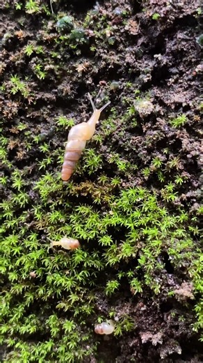 baby snails with shells that are still white#wildlife #wildanimals