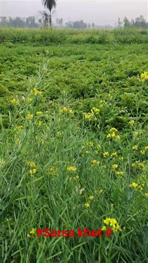 #sarsa khet #vilogshort #bolleywoodsong #lovesong #lovemusic