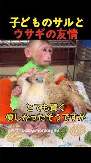 子どものサルとウサギの友情