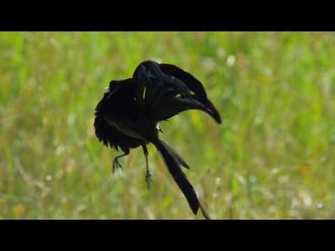 Widowbird Jumping Competition | Planet Earth II | BBC Earth