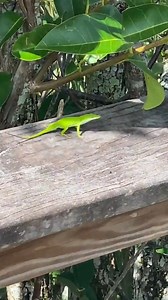 22K views · 881 reactions | This green anole is challenging us to a...