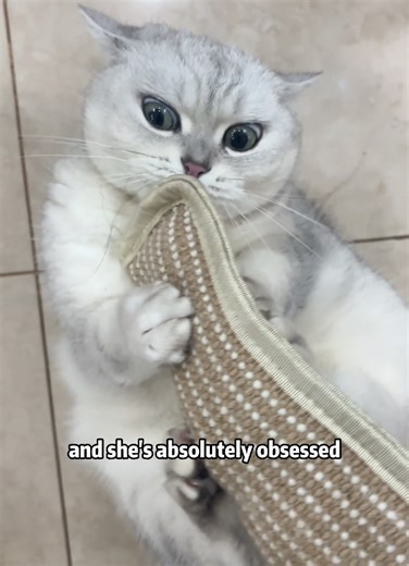 Kitten's Love for Catnip Pillow: A Must-Have Toy