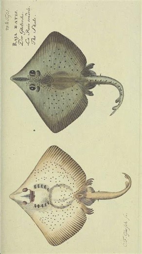 Ray Glass Pattern by McKee Brothers #pittsburghhistory #antiqueglass #eapg #mckeeglass #stingray