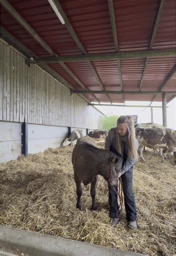 Halter Training Bambi, Benny y Poppy: Primer Episodio