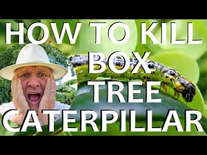 How to Get Rid of and Kill Box Tree Caterpillar
