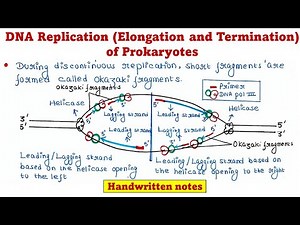 Prokaryotic DNA Replication | Elongation and termination