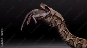 Gaboon viper eating a rodent nature documentary