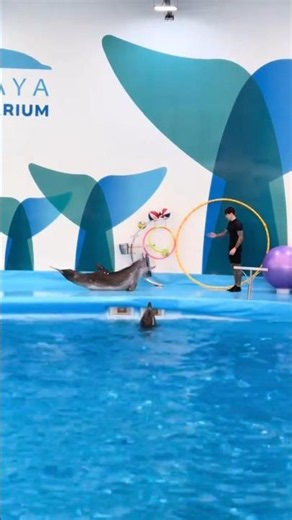 Pattaya Dolphinarium • #1 Dolphin Show in Asia! 🐬🐬☺️