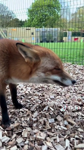 Meet Flinty: The Cutest Fox on the Animal Rescue Farm!