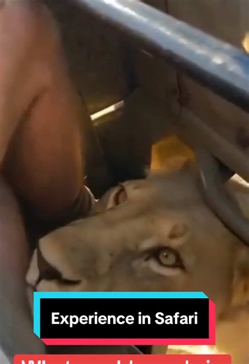 What would you do in this situation? lion encounter