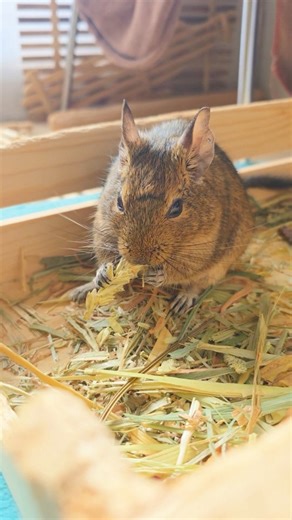 Pose🐹Sharruma🐹Ullr on Instagram: "I’m eating properly! See? ちゃんと食べてるよ えらいでしょ？ #デグー #degu #smallpets #exoticpets #cuteanimals"