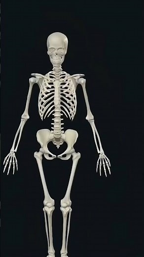 Bones of lower limb,How to memorise Anatomyand physiology,bsc and gnm nursing1st semester #tutorial