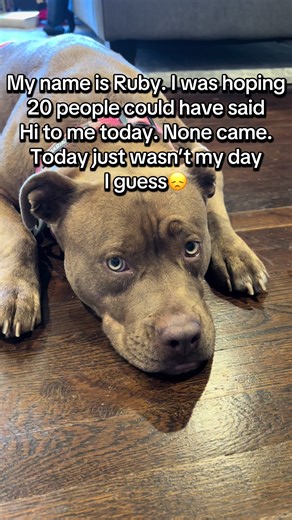 Meet Ruby: A Heartwarming Dog's Day