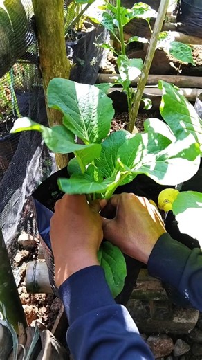Cara bikin sawi hijau gemoy di polybag.