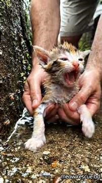Rescued a Helpless Kitten from the Drain 🐱💔#animalrescue #kitten #cat #cats #shortvideo
