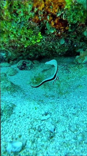 A Juvenile Spotted Drum Fish I Met In The Florida Keys #houstinsolution