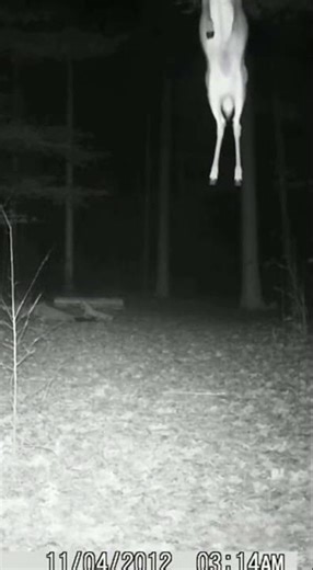 Incident #002: Trail Cam #shorts #trailcam #paranormal #creepy