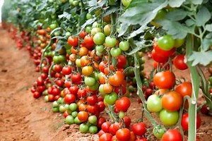 3.6K views · 100 reactions |  Tomato Farming: A Step-by-Step Guide...
