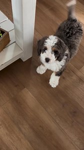 152K views · 2.3K reactions | Are you a Bernedoodle lover?❤ Join our group Bernedoodle Puppies For Adoption/Rehoming | Bernedoodle Puppies For Adoption/Rehoming | Facebook