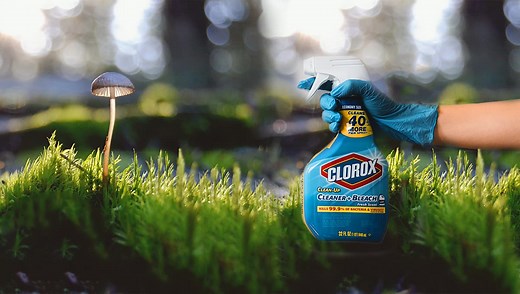 Killing Mushrooms with Bleach in 5 Easy Steps