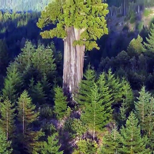 Voici l'arbre le plus haut du monde et il se trouve en Californie
