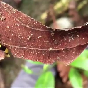 California Academy of Sciences on Reels