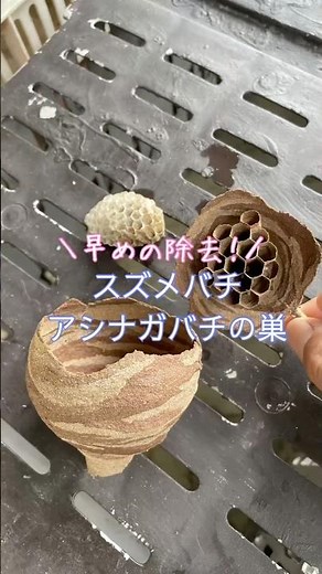 園内の蜂パトロールとアシナガバチなどの蜂の巣除去作業#幸せフルーツ工房 #ブルーベリーの森あづみの #アシナガバチの巣 #コガタスズメバチ
