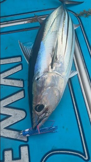 Nice skippy aka skipjack tuna on the ‪@Piscifun‬ Kraken X while trolling!🎣