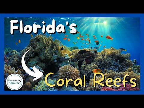 Glass Bottom Boat Ride at John Pennekamp Coral Reef State Park - Key Largo, Florida