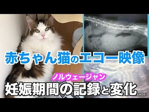 【妊娠】赤ちゃん猫エコー映像。可愛いなぁ・猫の妊娠期間中の記録と変化