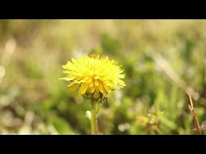 DANDELION (Taraxacum officinale)