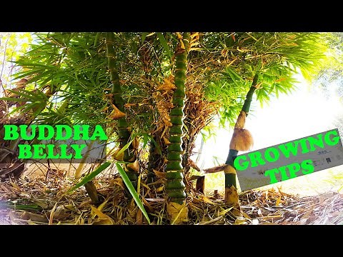 Buddha Belly Bamboo | Everything You Need to Know!