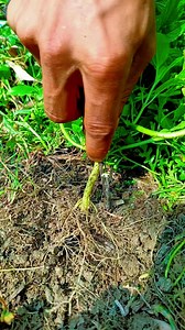 829K views · 3K reactions | The magic tree that disappears #camping #bushcraft #survival #outdoors #SurvivalBogura #hacks #reels | MahiuddiN Skills | Facebook