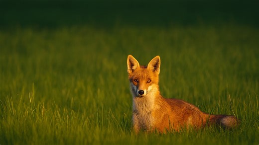 Fast and Accurate: The Red Fox Hunts Its Prey in the Wild