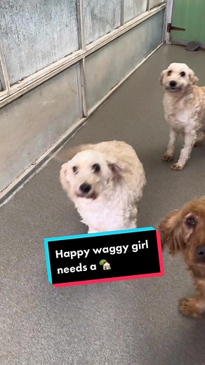 Meet Infinity: 6-Year-Old Cockapoo Available for Adoption in the UK