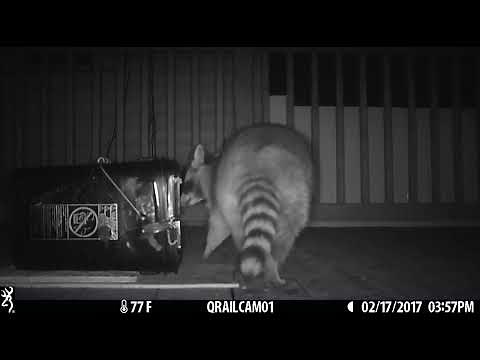 capture a raccoon using a conibear trap.