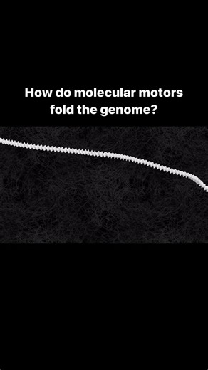 Many protein complexes that drive key processes in cells are “molecular motors”—assemblies that consume (electro)chemical energy to produce mechanical work. A 2023 Science Perspective discusses how insights from biophysical, biochemical, and structural studies are starting to yield an understanding of the mechanism by which these motors extrude loops of DNA to structure genomes. Learn more: https://scim.ag/45OExkx | Science