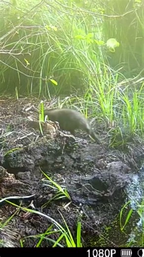 Junger Marderhund / Erster Ausflug / #marderhund #marder #invasiveanimals #invasivearten