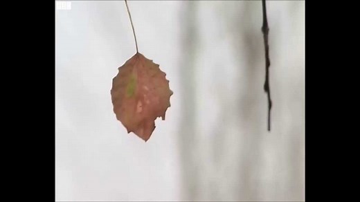 Beautiful poems and readings for an autumn funeral - Rituals Today - Rosalie Kuyvenhoven