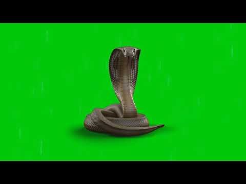 Green screen - Serpent Cobra - animation