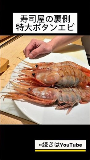 【寿司屋の仕入れ】一貫で満足するレベルのボタンエビ #寿司 #tokyo #sushi #江戸前寿司
