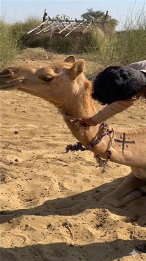 Amazing Camel Hair Cutting Art | Traditional Desert Style 🐪✂️ #viralvideo #desertlife