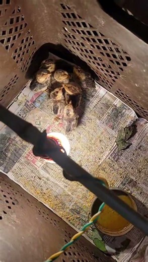 10 గుడ్లు పెట్టాం 🥚 9 పిల్లలు వచ్చాయి | Real Hatching | Telugu #shorts