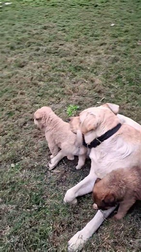 Dog Playing Sweetly With Two Puppies 🐶❤️ | Pure Love!"#dogshorts